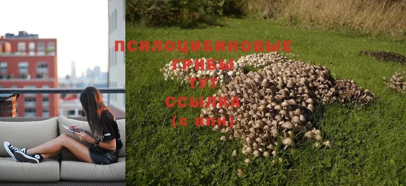 Галлюциногенные грибы MAGIC MUSHROOMS Зверево